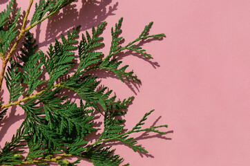 Christmas celebration concept frame with thuja on the pink background.	Copy space