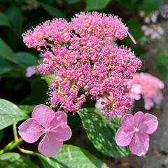 Beautiful pink climbing hydrangea blooming in spring