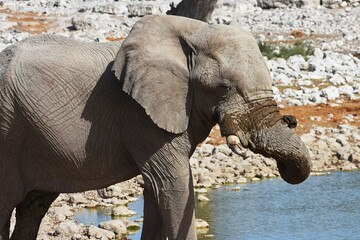  Afrikanischer Elefant (loxodonta africana) am Wasserloch von Okaukuejo im Etoscha Nationalpark in Namibia. 