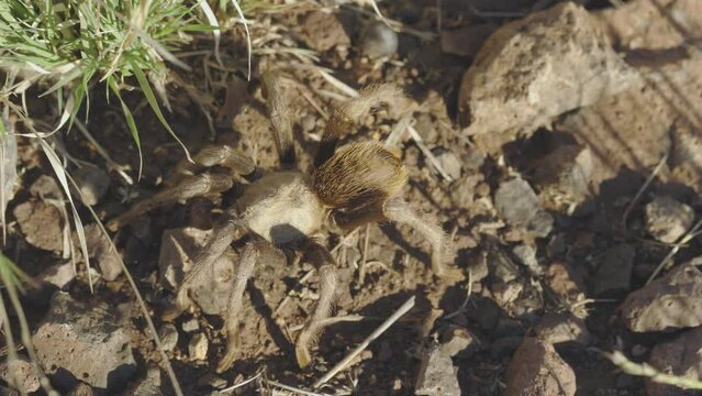 Arizona Blond Tarantula Natural Camouflage