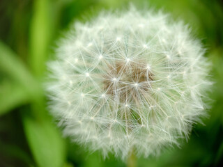 White dandelion flowers in green grass.Texture or background