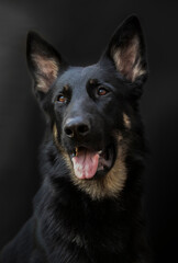 Portrait of a dog, German Shepherd