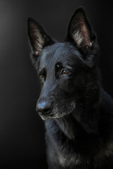 Portrait of a dog, German Shepherd