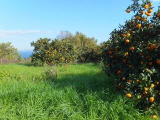伊豆半島、海の見えるミカン畑