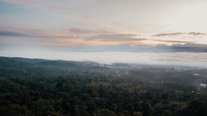 Rainforest trees with Sea clouds din the background.
