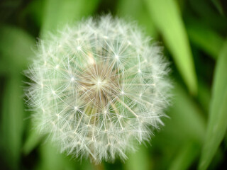 A ripe dandelion with a spherical fluffy head