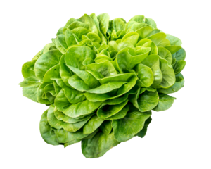 Isolated head of lettuce, Salavona