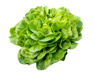 Fotobehang Isolated head of lettuce, Salavona © EKH-Pictures