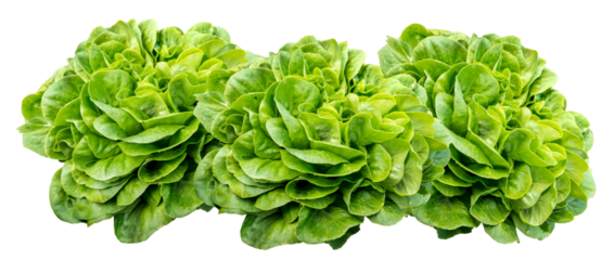 3 Isolated head of lettuce, salavona
