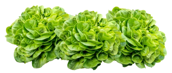 Wall murals Fresh vegetables 3 Isolated head of lettuce, salavona