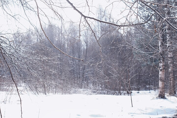 Fototapeta premium Winter forest. Landscape of the park in winter. Snow-covered trees at the edge.