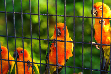 Sun Conure parrot bird group in the metal cage.