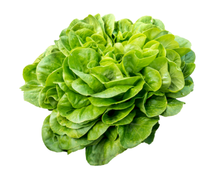 Isolated head of lettuce, Salavona