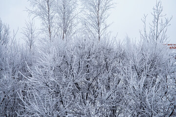 Winter forest landscape. Tall trees under snow cover. January frosty day in the park.