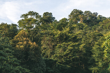 Treetops of Dense Tropical Rainforest during sunrise in Lenggong, Perak.