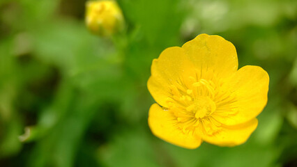 Yellow buttercup on a green grass background