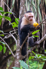Mono capuchino comiendo frutas en la selva de Tortuguero, Costa Rica
