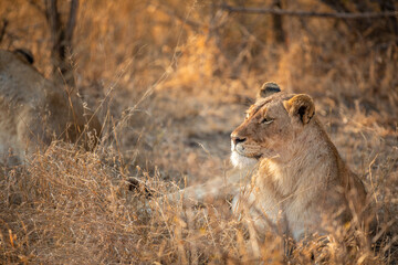 A lioness ( Panthera Leo) resting near a river, Sabi Sands Game Reserve, South Africa.