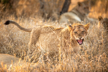 Obraz premium A lion cub ( Panthera Leo) yawning, Sabi Sands Game Reserve, South Africa.