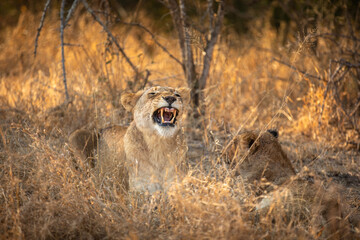 A lion cub ( Panthera Leo) yawning, Sabi Sands Game Reserve, South Africa.