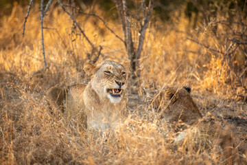 A lion cub ( Panthera Leo) yawning, Sabi Sands Game Reserve, South Africa.