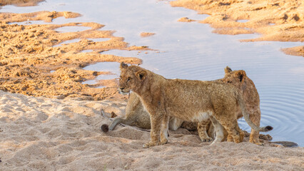 Fototapeta na wymiar A lion pride ( Panthera Leo) resting near a river, Sabi Sands Game Reserve, South Africa.