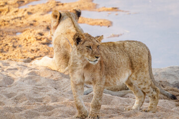 Fototapeta premium A lion pride ( Panthera Leo) resting near a river, Sabi Sands Game Reserve, South Africa.