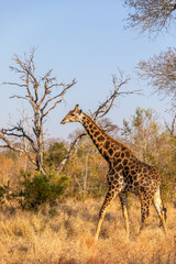 A male giraffe ( Giraffa Camelopardalis), Sabi Sands Game Reserve, South Africa.