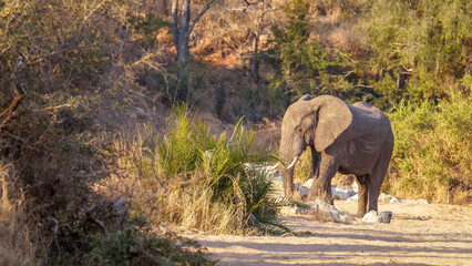Naklejka na ściany i meble Elephant (Loxodonta africana), Timbavati Game Reserve, South Africa.