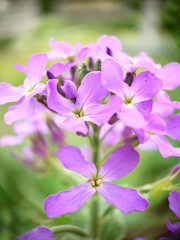 Obraz premium In the spring outdoors blooming lilac phlox with a green center close-up