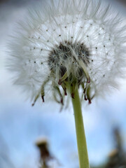 Lush white head of a ripe dandelion close-up