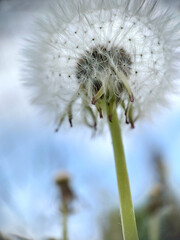 A lush blooming bud of a field dandelion