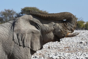  Afrikanischer Elefant (loxodonta africana) am Wasserloch von Okaukuejo im Etoscha Nationalpark in...