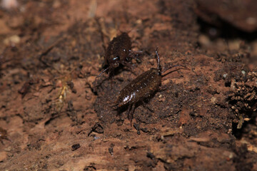 common striped woodlouse insect macro