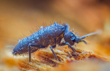 Slender springtail, Orchesella flavescens on wood, close up focus stacked macro photo