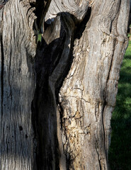 dry bark texture of a tree
