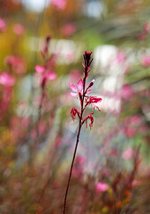 pink flowers in the garden