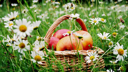 close-up. Beautiful red apples in a basket, in the midst of a flowering daisy field, lawn. High...