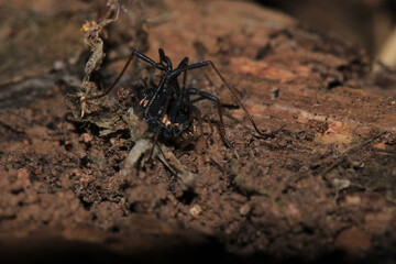 black eupnoi spider macro photo