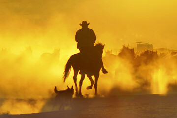 horses and cowboy at sunset, cowboy in silhouette form on horse