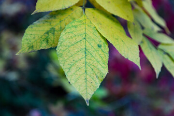 Yellow-green leaf close-up with a blurred bright background on an autumn cloudy day.