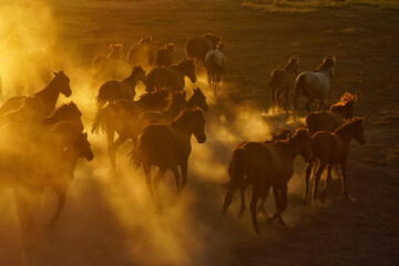 Fototapeta na wymiar herd of horses running at sunset