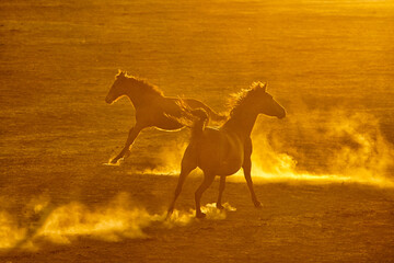 Two little horses running at sunset, dust at sunset