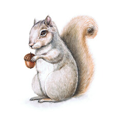 Watercolor illustration of squirrel, sitting side ways, holding a acorn in front paws. Tail up. Isolated on white background.
