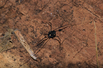 black eupnoi spider macro photo