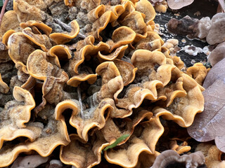 fungus oak leaf structure close up. High quality photo