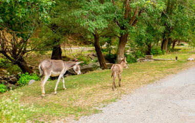 Donkey grazing on a green meadow. Herd of donkeys in the pasture, hardy animals in agriculture. Livestock in the mountains.