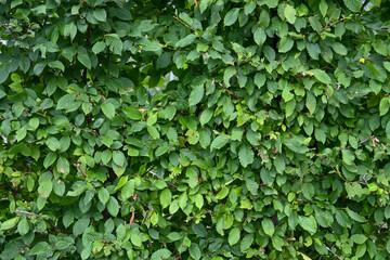 Fototapeta na wymiar Hainbuchen-Hecke mit Blätter als Hintergrund, (Carpinus betulus), Textfreiraum