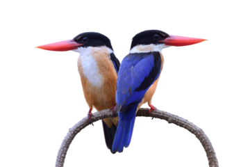 exotic blue birds perching together on nice curve branch expose over green background in nature, birds in mating season isolated on white