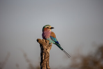 A colorful lilac breasted roller bird perched on top of a broken branch.